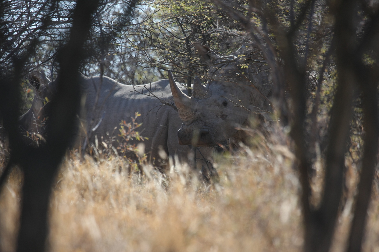[4579] 2016_06_23_04_16_35_Africa_Canon_EOS_40D_IMG__00002.jpg