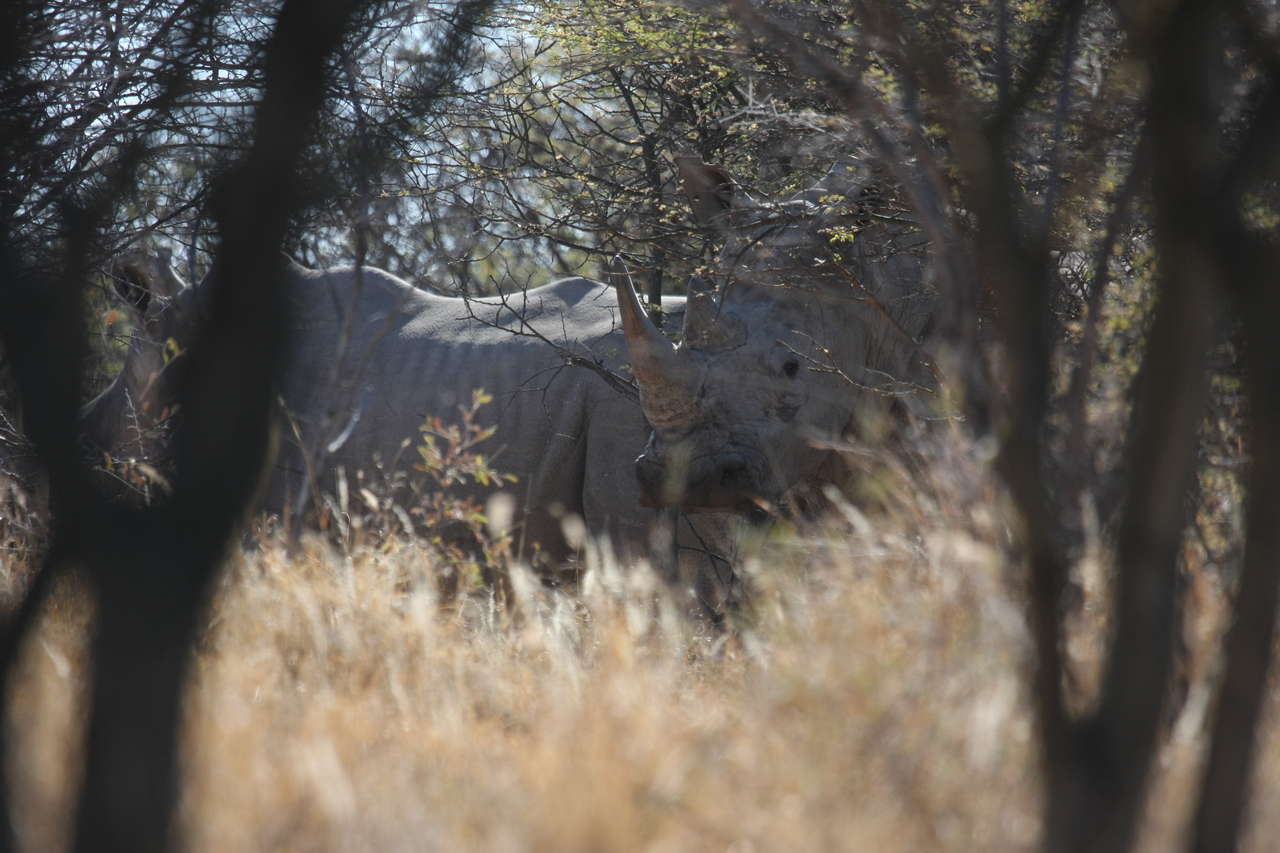 [4580] 2016_06_23_04_16_35_Africa_Canon_EOS_40D_IMG__00003.jpg