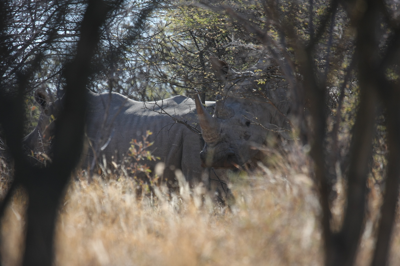 [4587] 2016_06_23_04_16_35_Africa_Canon_EOS_40D_IMG__08285.jpg