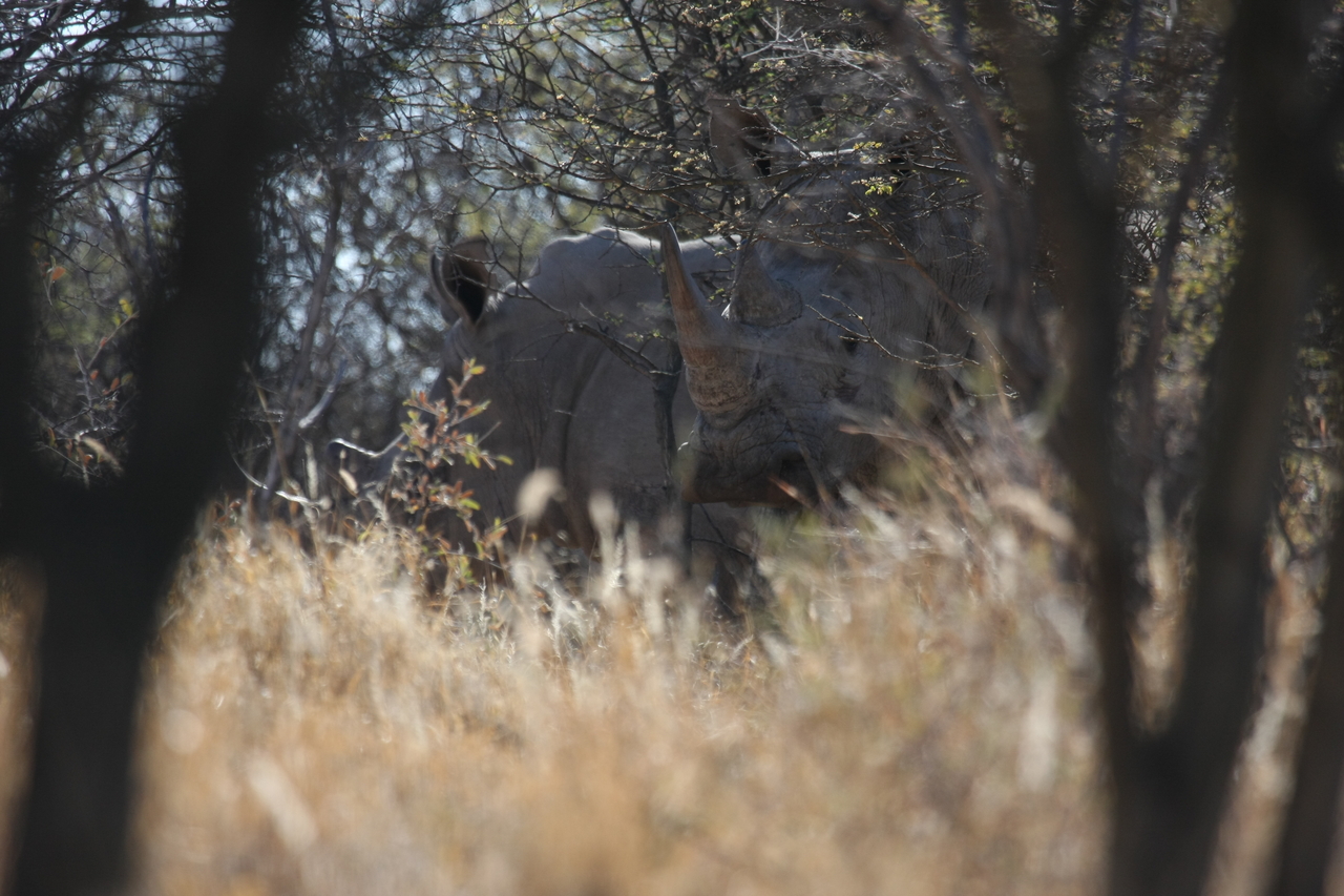 [4589] 2016_06_23_04_16_53_Africa_Canon_EOS_40D_IMG__00839.jpg