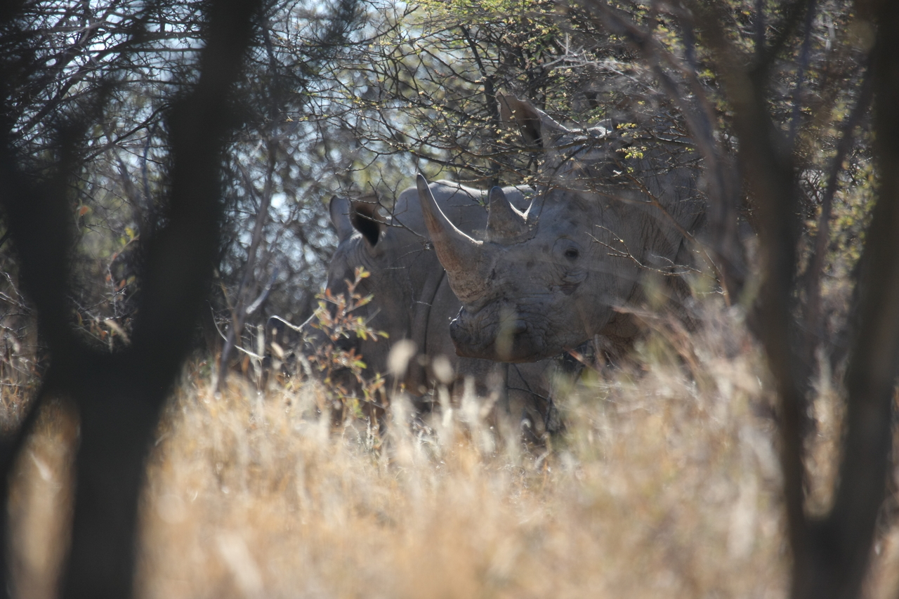 [4600] 2016_06_23_04_16_59_Africa_Canon_EOS_40D_IMG__00842.jpg