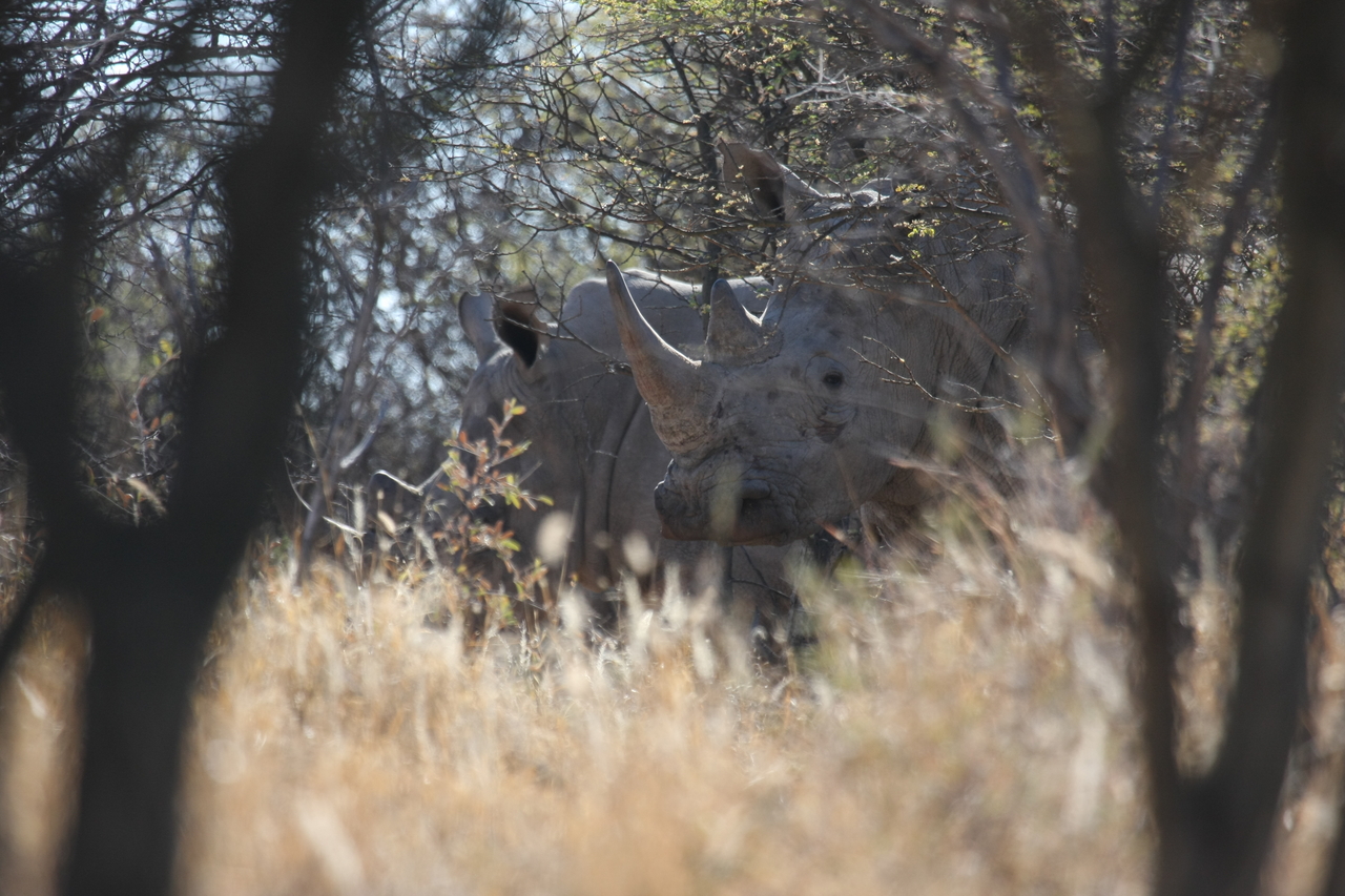 [4601] 2016_06_23_04_16_59_Africa_Canon_EOS_40D_IMG__00843.jpg