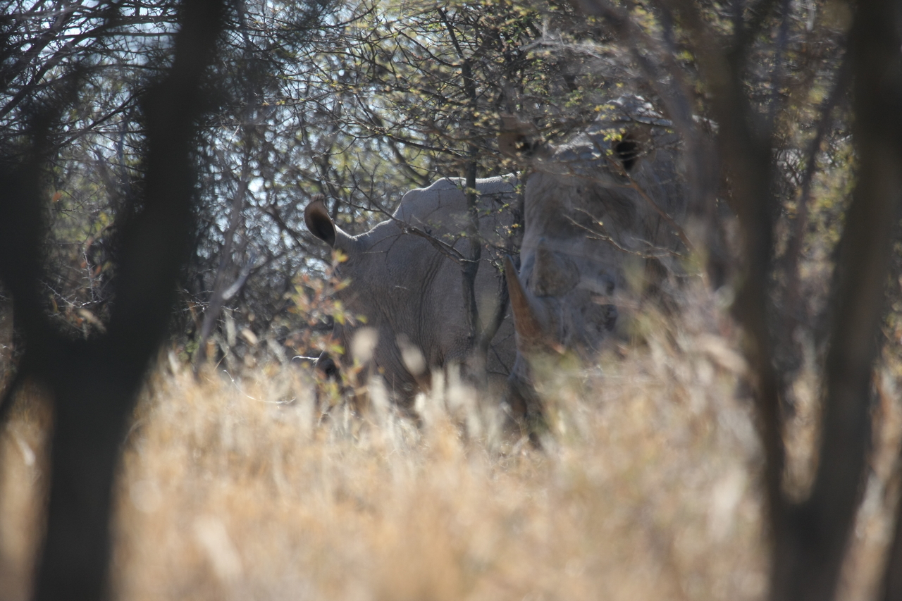 [4606] 2016_06_23_04_17_05_Africa_Canon_EOS_40D_IMG__00011.jpg