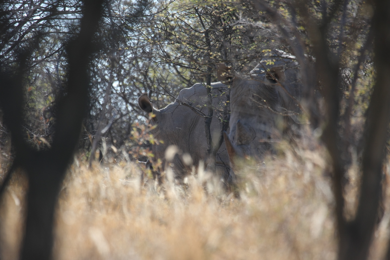 [4607] 2016_06_23_04_17_05_Africa_Canon_EOS_40D_IMG__00012.jpg