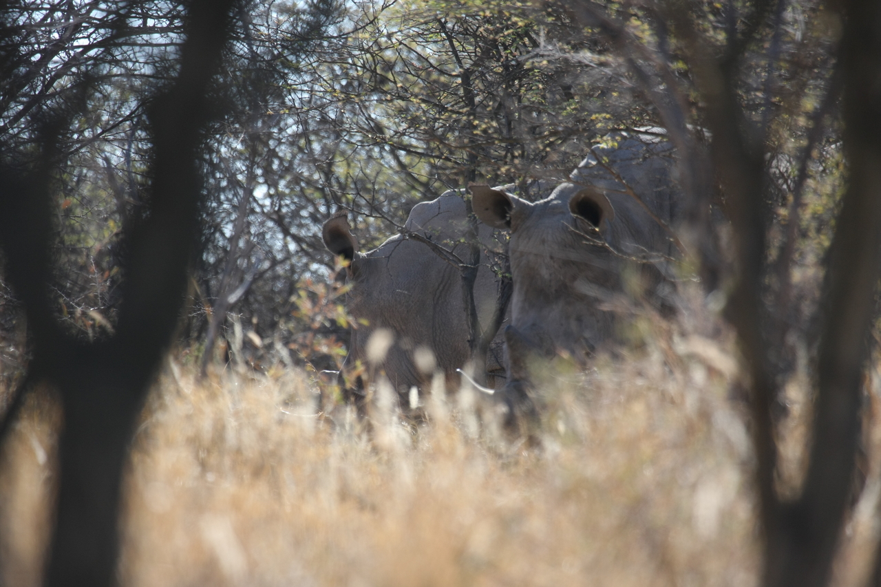 [4611] 2016_06_23_04_17_05_Africa_Canon_EOS_40D_IMG__00847.jpg