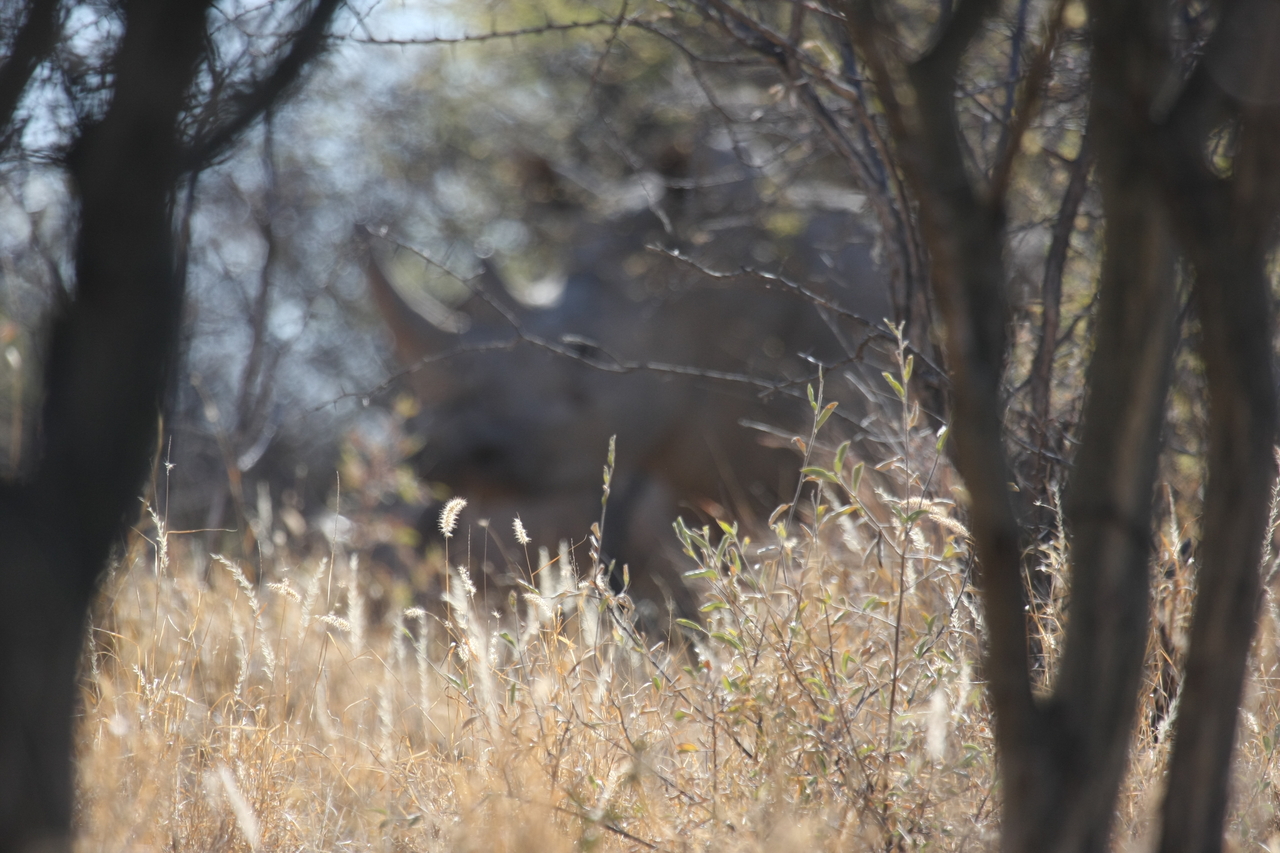 [4626] 2016_06_23_04_17_28_Africa_Canon_EOS_40D_IMG__08298.jpg