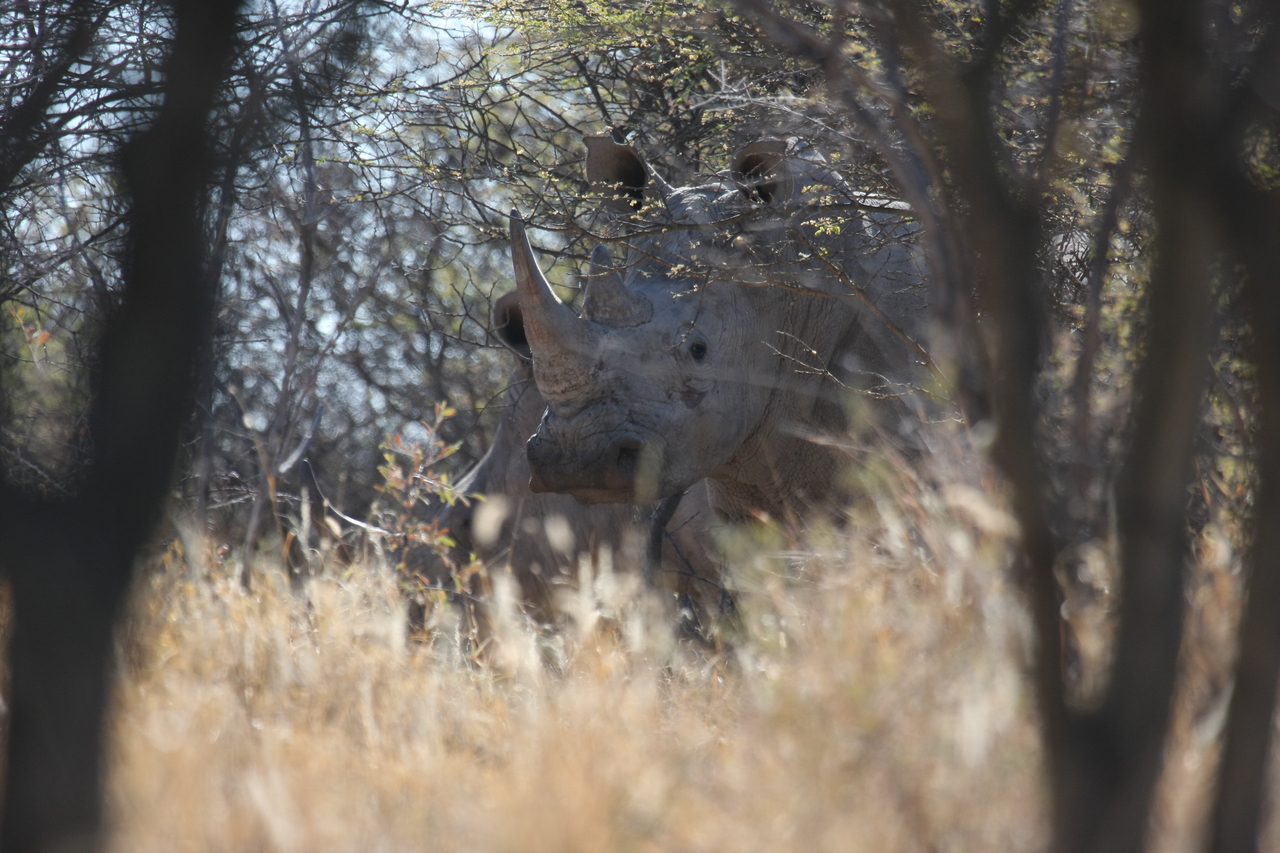 [4629] 2016_06_23_04_17_30_Africa_Canon_EOS_40D_IMG__00852.jpg