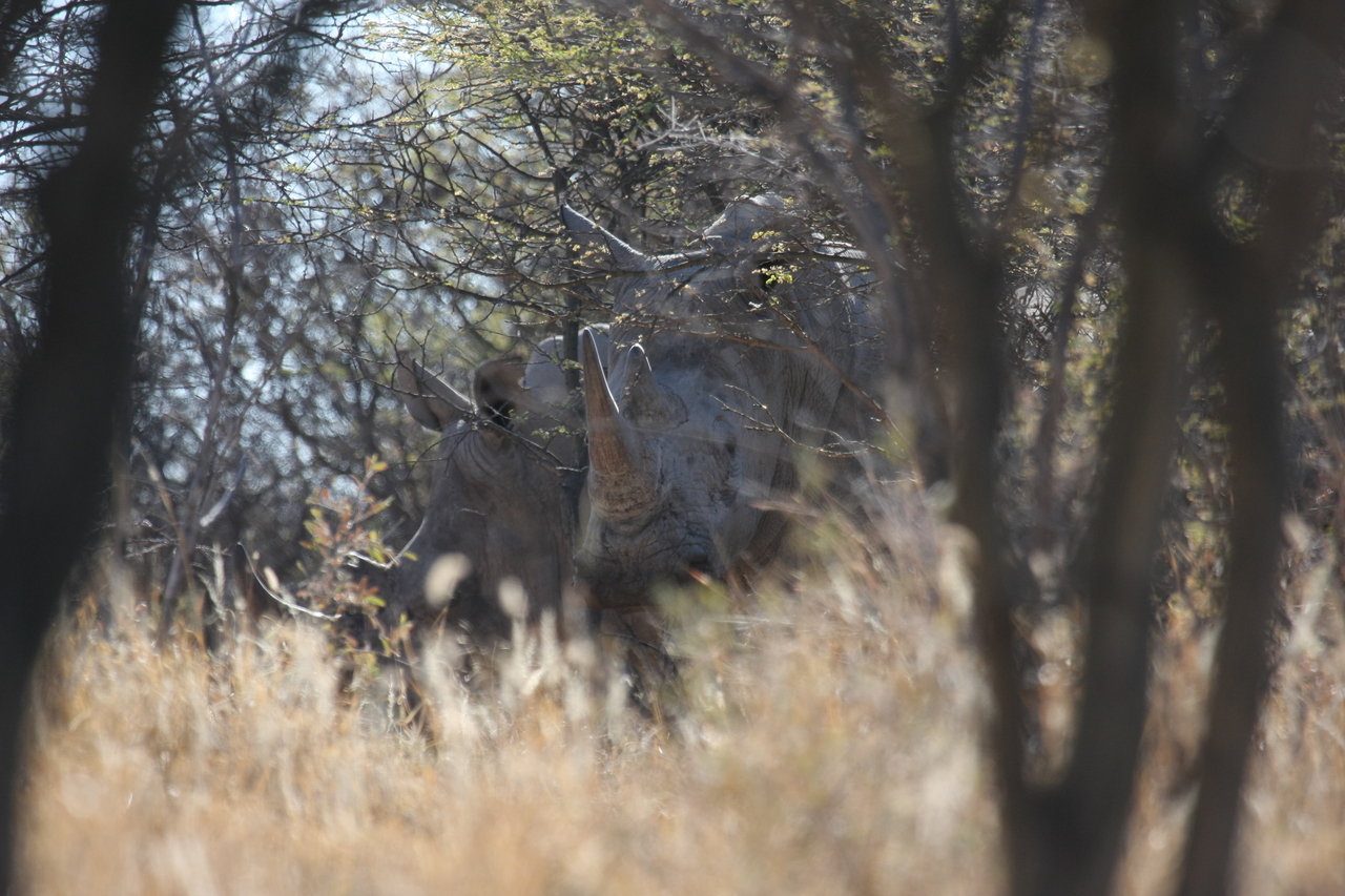 [4637] 2016_06_23_04_17_37_Africa_Canon_EOS_40D_IMG__00020.jpg