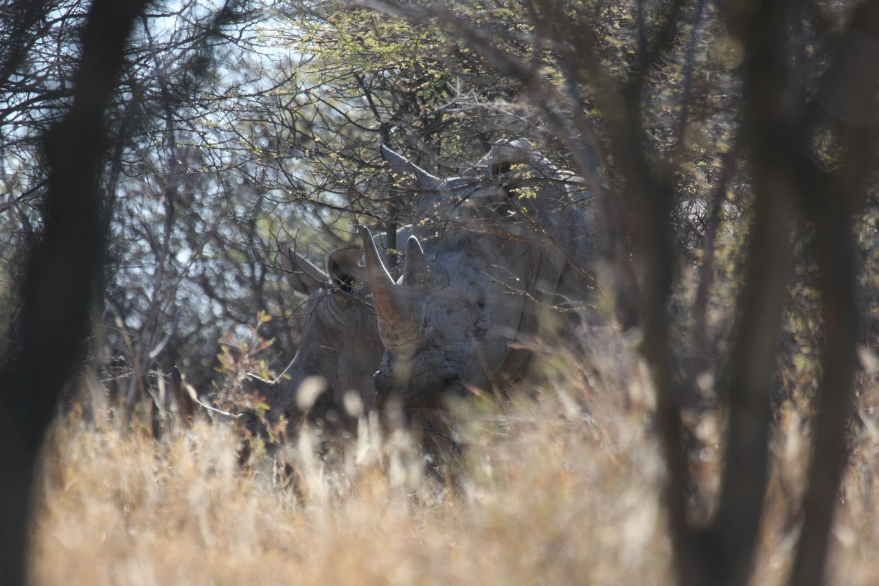 [4642] 2016_06_23_04_17_37_Africa_Canon_EOS_40D_IMG__08302.jpg