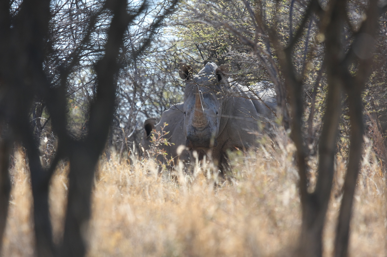 [4698] 2016_06_23_04_18_46_Africa_Canon_EOS_40D_IMG__00870.jpg