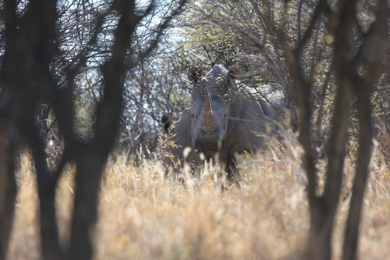 [4700] 2016_06_23_04_18_46_Africa_Canon_EOS_40D_IMG__08316.jpg