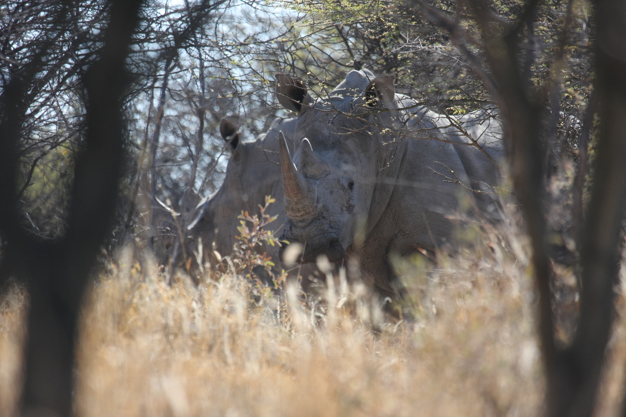 [4706] 2016_06_23_04_18_53_Africa_Canon_EOS_40D_IMG__00873.jpg