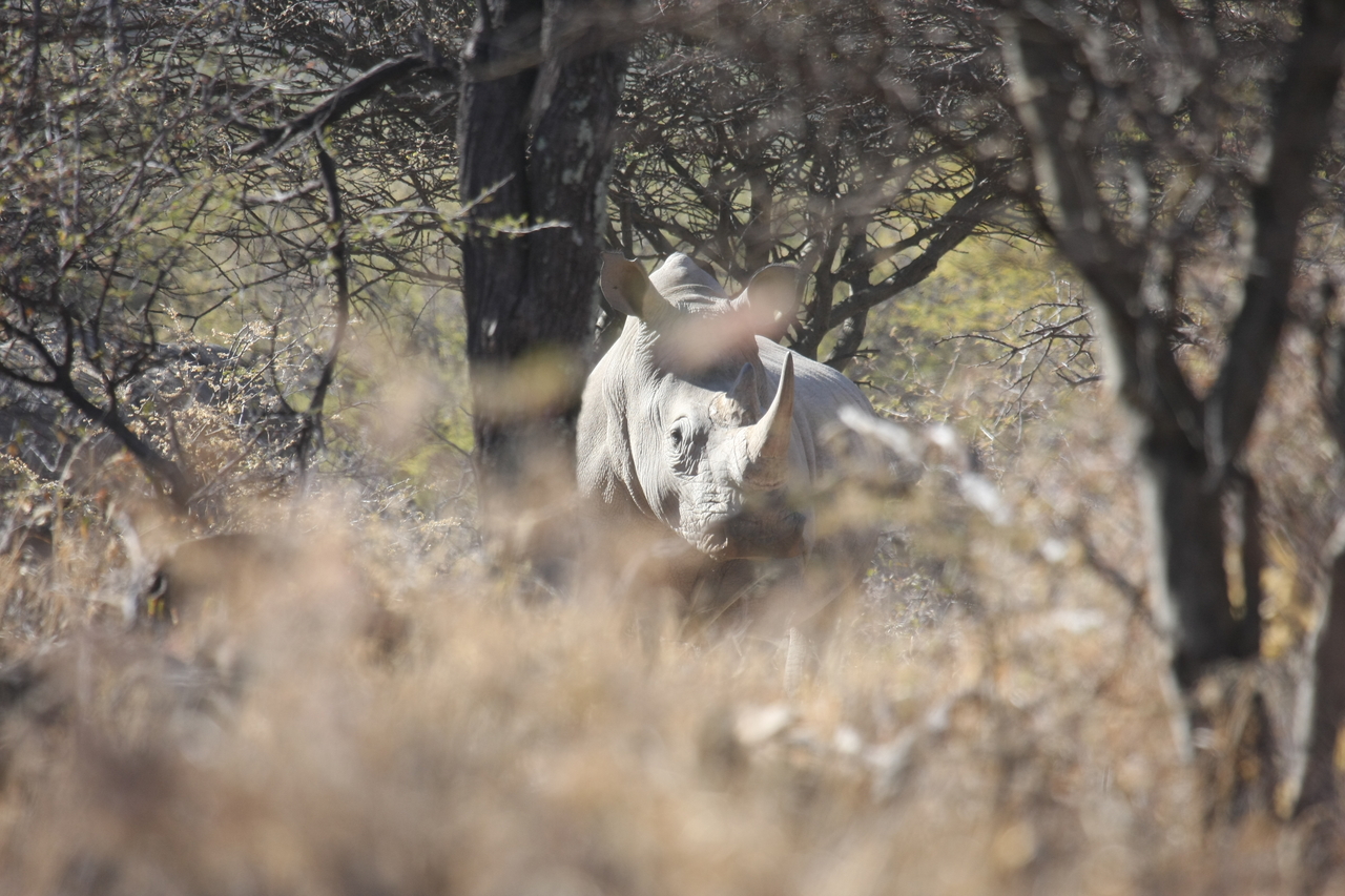 [4753] 2016_06_23_04_23_46_Africa_Canon_EOS_40D_IMG__00048.jpg