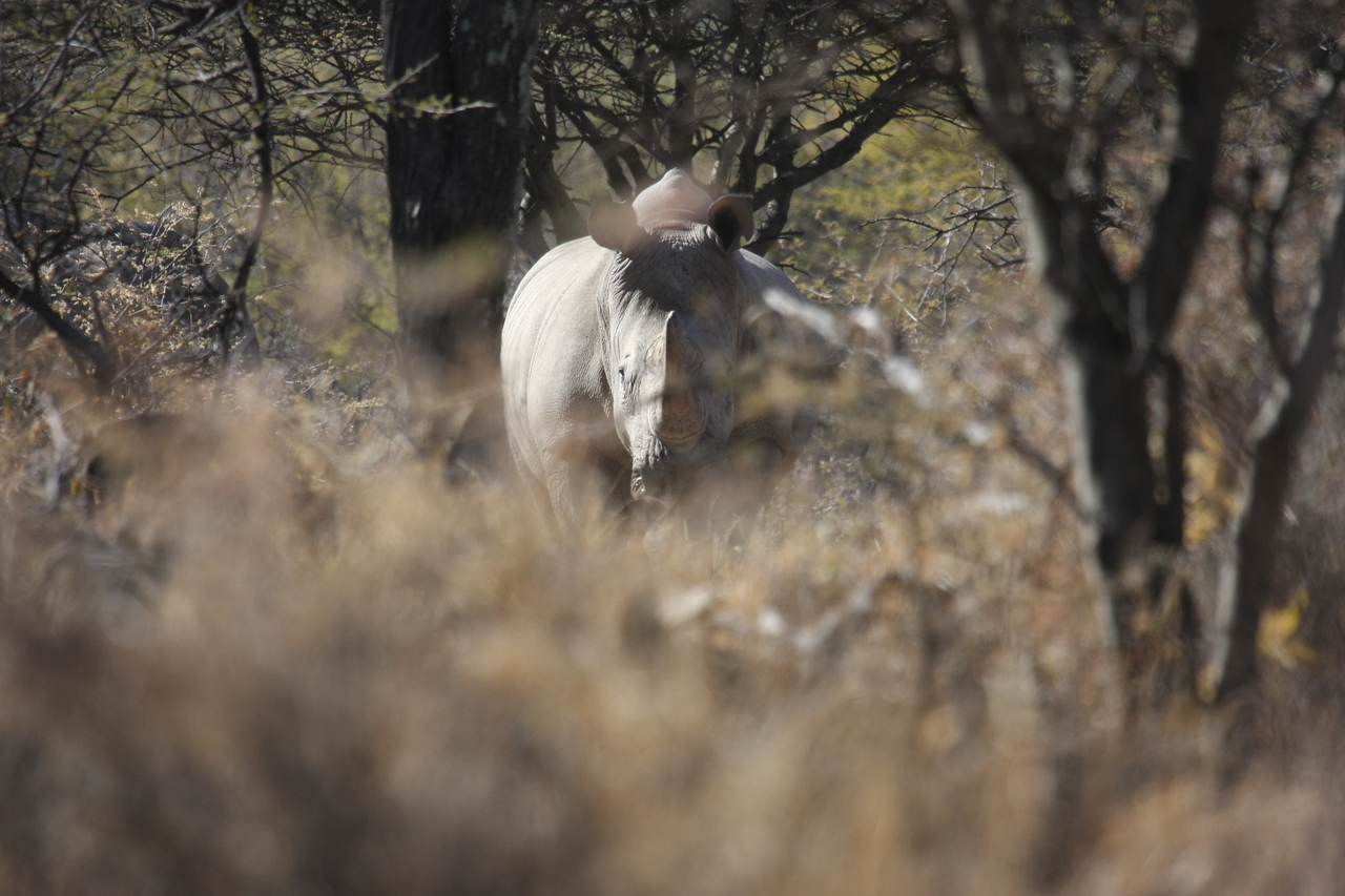 [4767] 2016_06_23_04_23_51_Africa_Canon_EOS_40D_IMG__08333.jpg