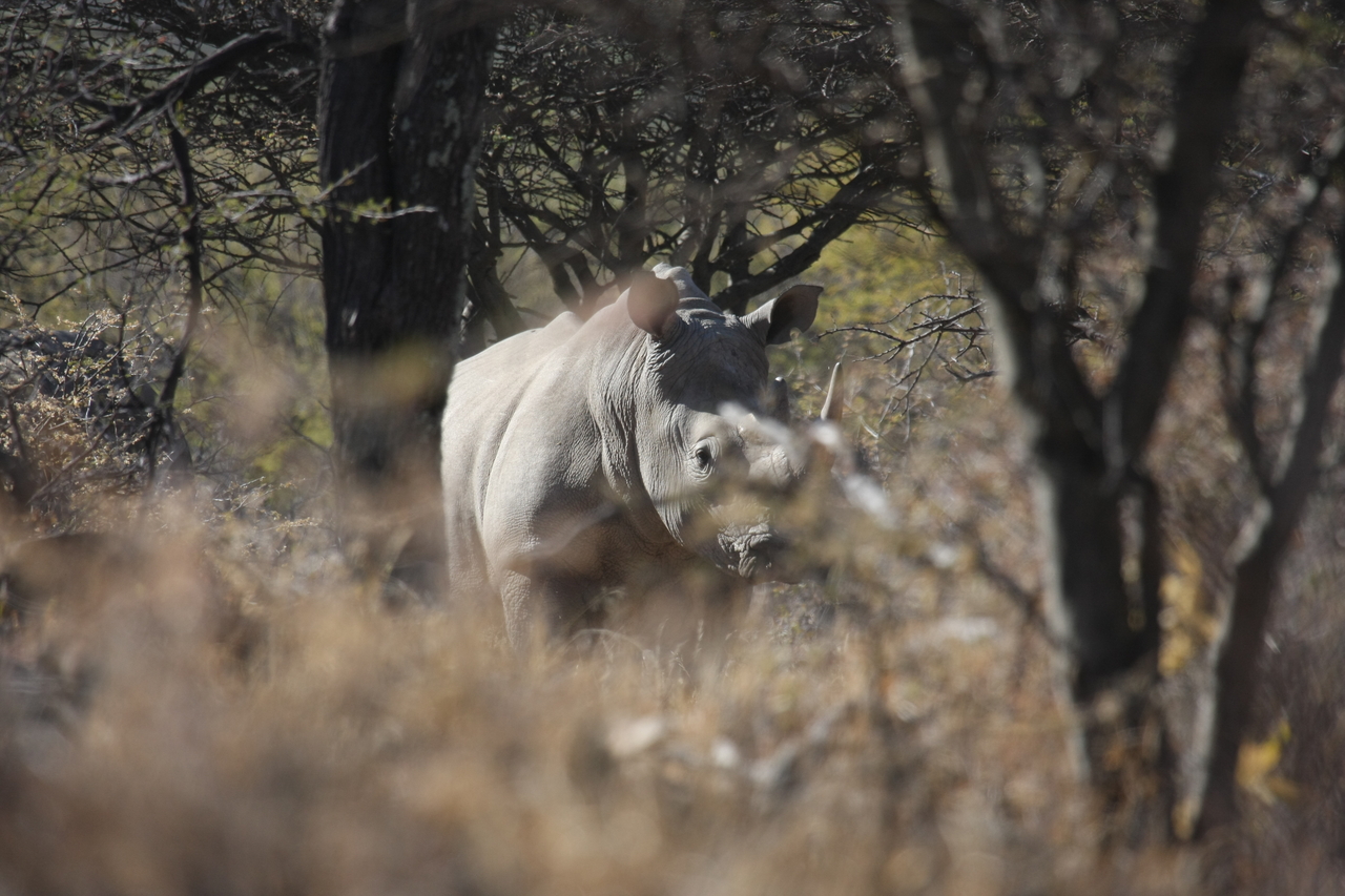 [4768] 2016_06_23_04_23_52_Africa_Canon_EOS_40D_IMG__00053.jpg