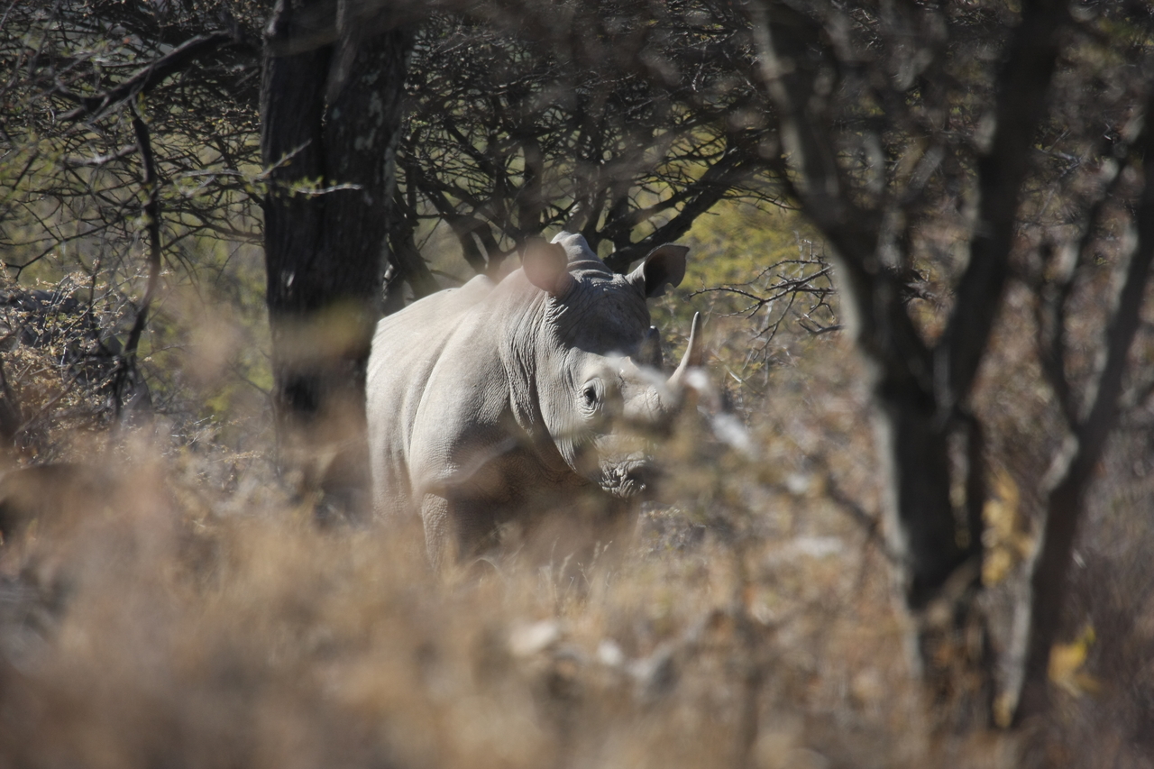 [4775] 2016_06_23_04_23_53_Africa_Canon_EOS_40D_IMG__08335.jpg