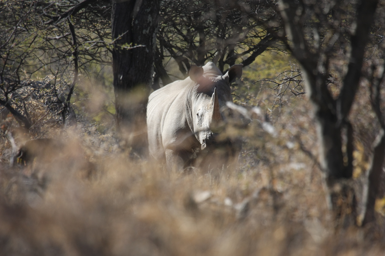 [4777] 2016_06_23_04_23_55_Africa_Canon_EOS_40D_IMG__00056.jpg