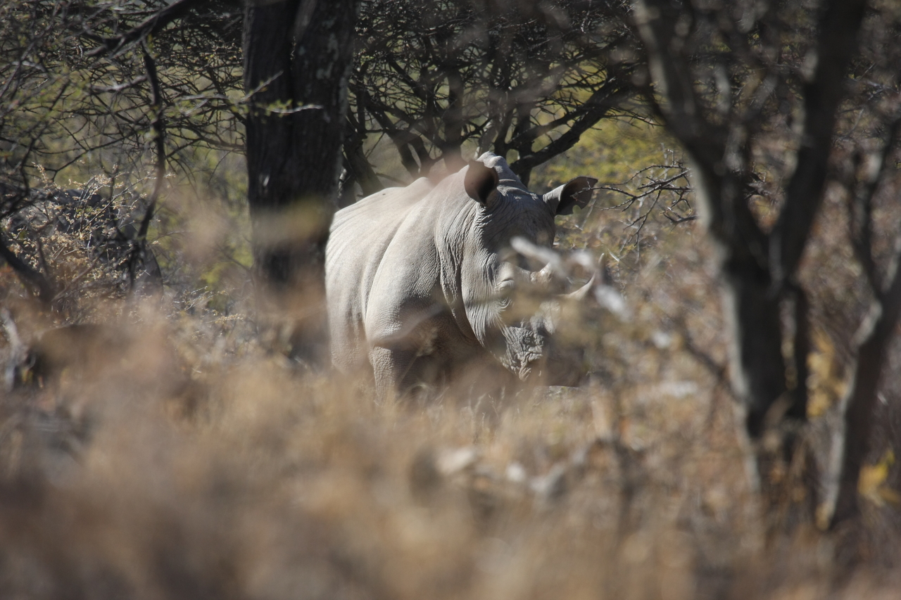 [4790] 2016_06_23_04_23_59_Africa_Canon_EOS_40D_IMG__00894.jpg