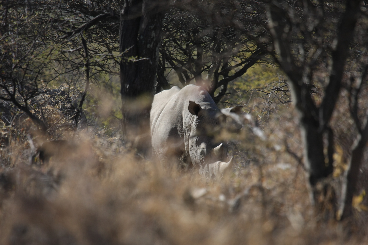 [4799] 2016_06_23_04_24_06_Africa_Canon_EOS_40D_IMG__00897.jpg