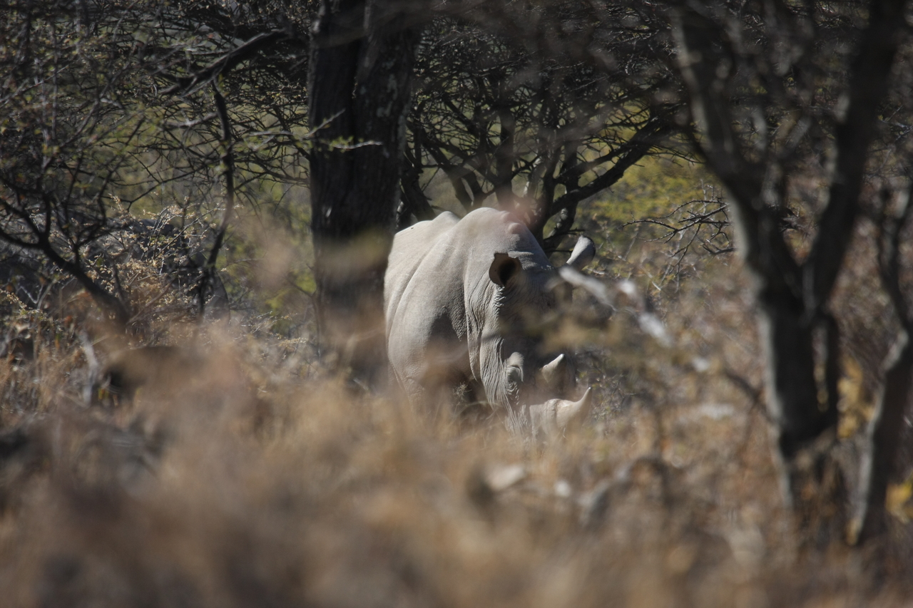 [4801] 2016_06_23_04_24_06_Africa_Canon_EOS_40D_IMG__08343.jpg