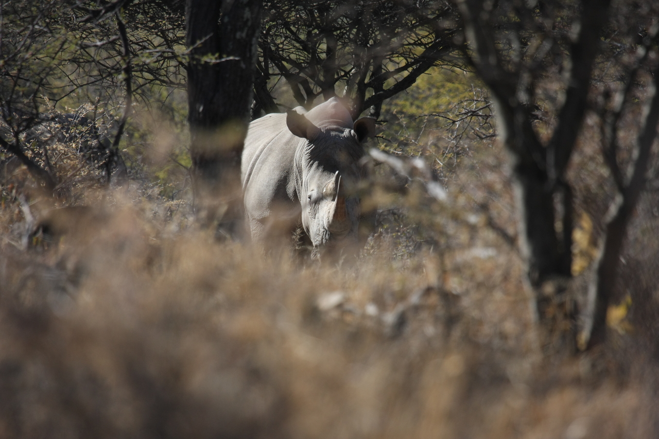[4812] 2016_06_23_04_24_15_Africa_Canon_EOS_40D_IMG__00902.jpg