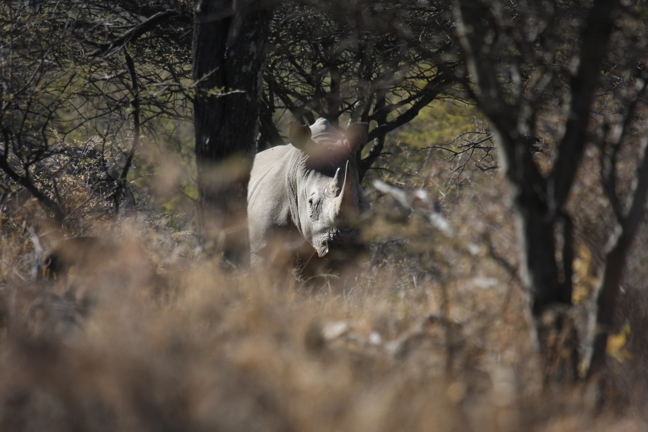 [4818] 2016_06_23_04_24_17_Africa_Canon_EOS_40D_IMG__00903.jpg