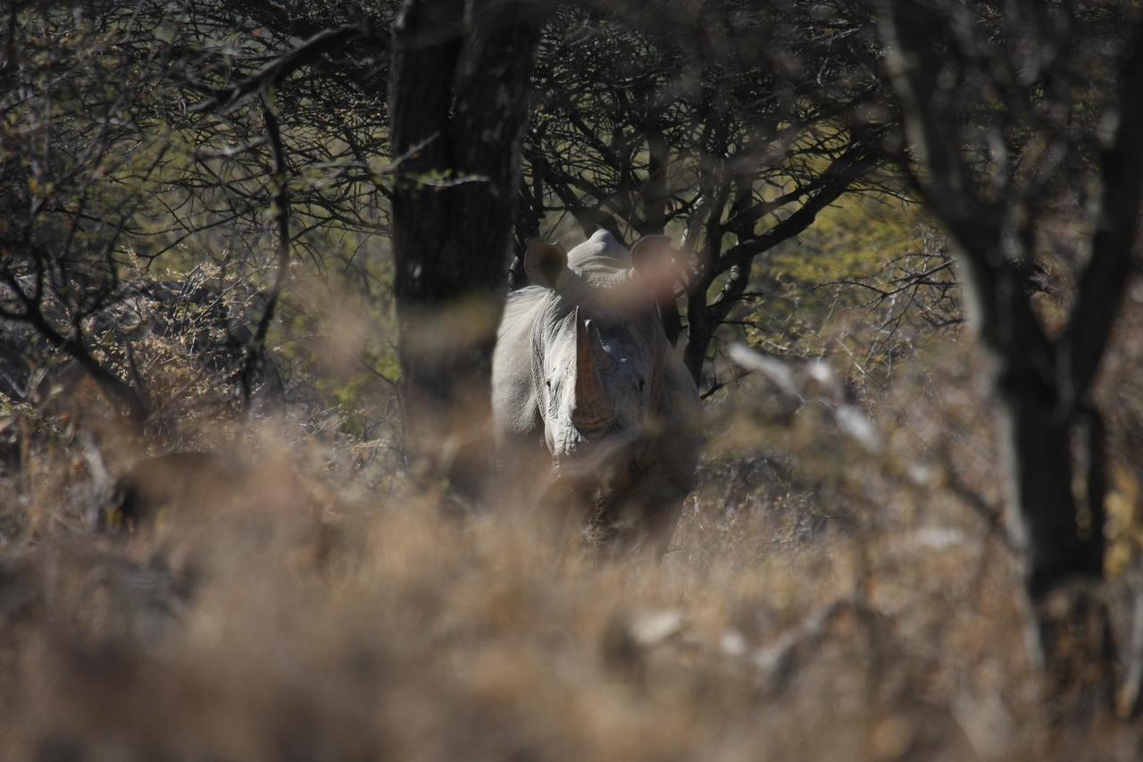 [4831] 2016_06_23_04_24_30_Africa_Canon_EOS_40D_IMG__00074.jpg