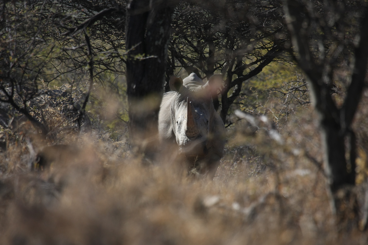 [4832] 2016_06_23_04_24_30_Africa_Canon_EOS_40D_IMG__00075.jpg