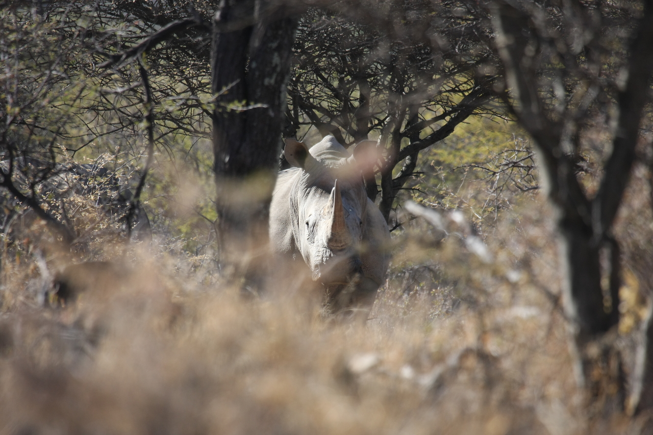 [4844] 2016_06_23_04_24_34_Africa_Canon_EOS_40D_IMG__08358.jpg