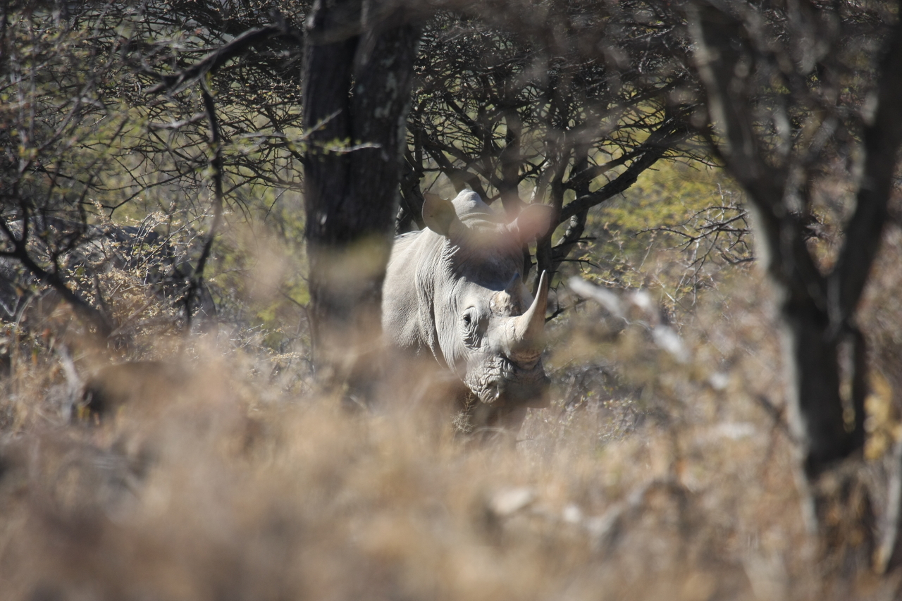 [4846] 2016_06_23_04_24_36_Africa_Canon_EOS_40D_IMG__00079.jpg