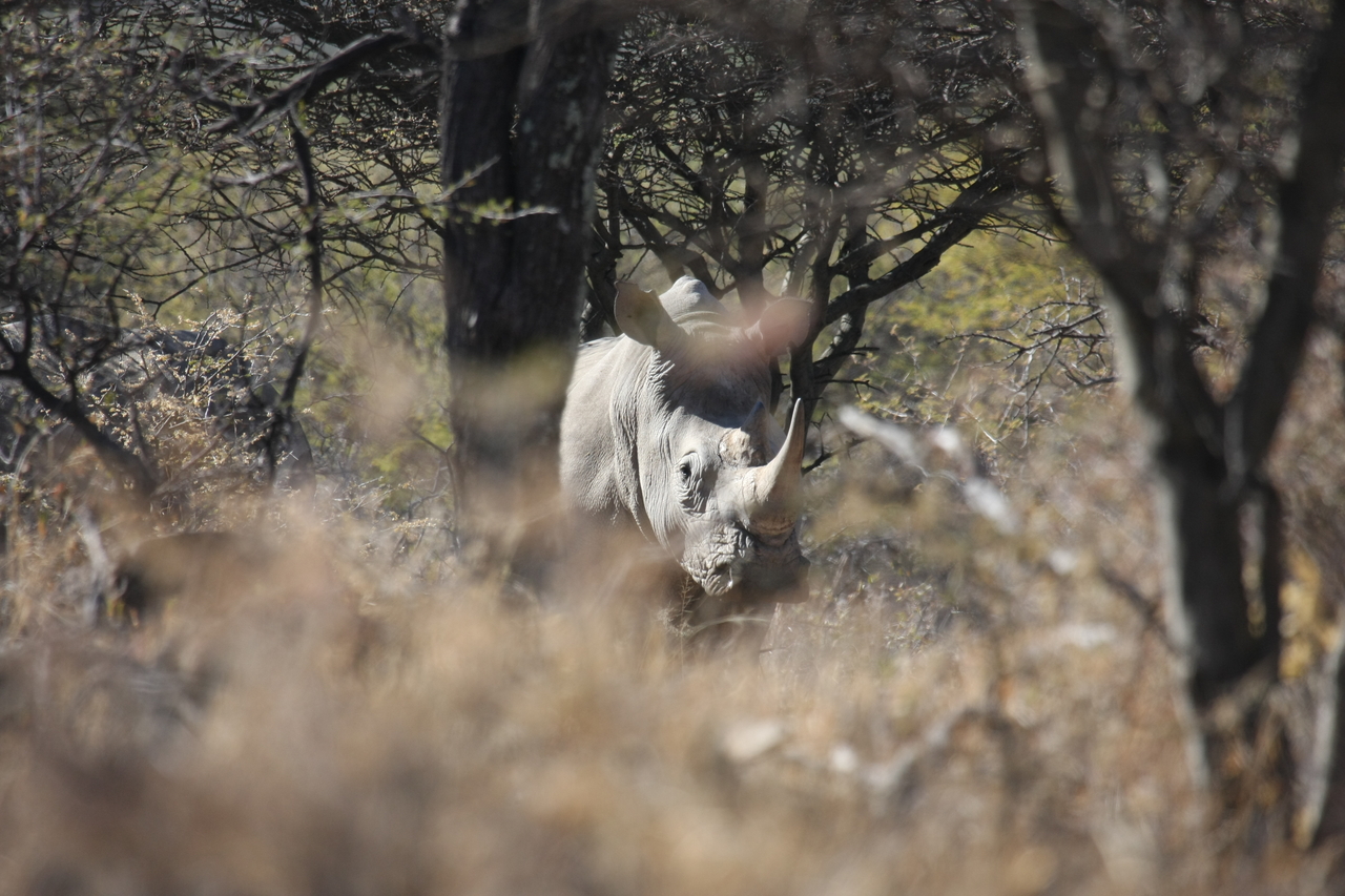 [4855] 2016_06_23_04_24_37_Africa_Canon_EOS_40D_IMG__08361.jpg