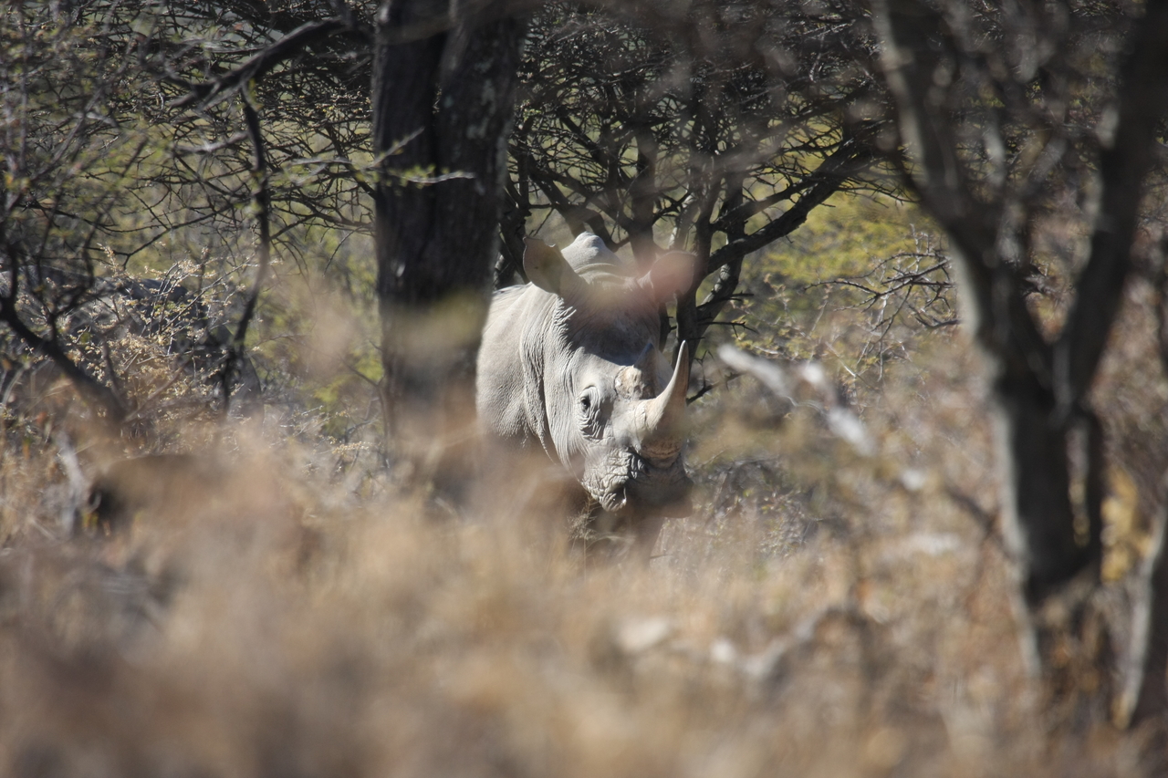 [4856] 2016_06_23_04_24_37_Africa_Canon_EOS_40D_IMG__08362.jpg