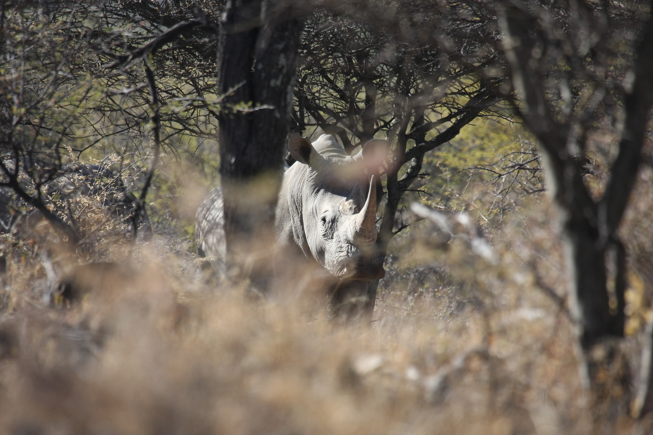[4864] 2016_06_23_04_24_49_Africa_Canon_EOS_40D_IMG__00085.jpg