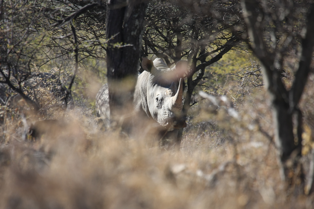 [4865] 2016_06_23_04_24_49_Africa_Canon_EOS_40D_IMG__00917.jpg