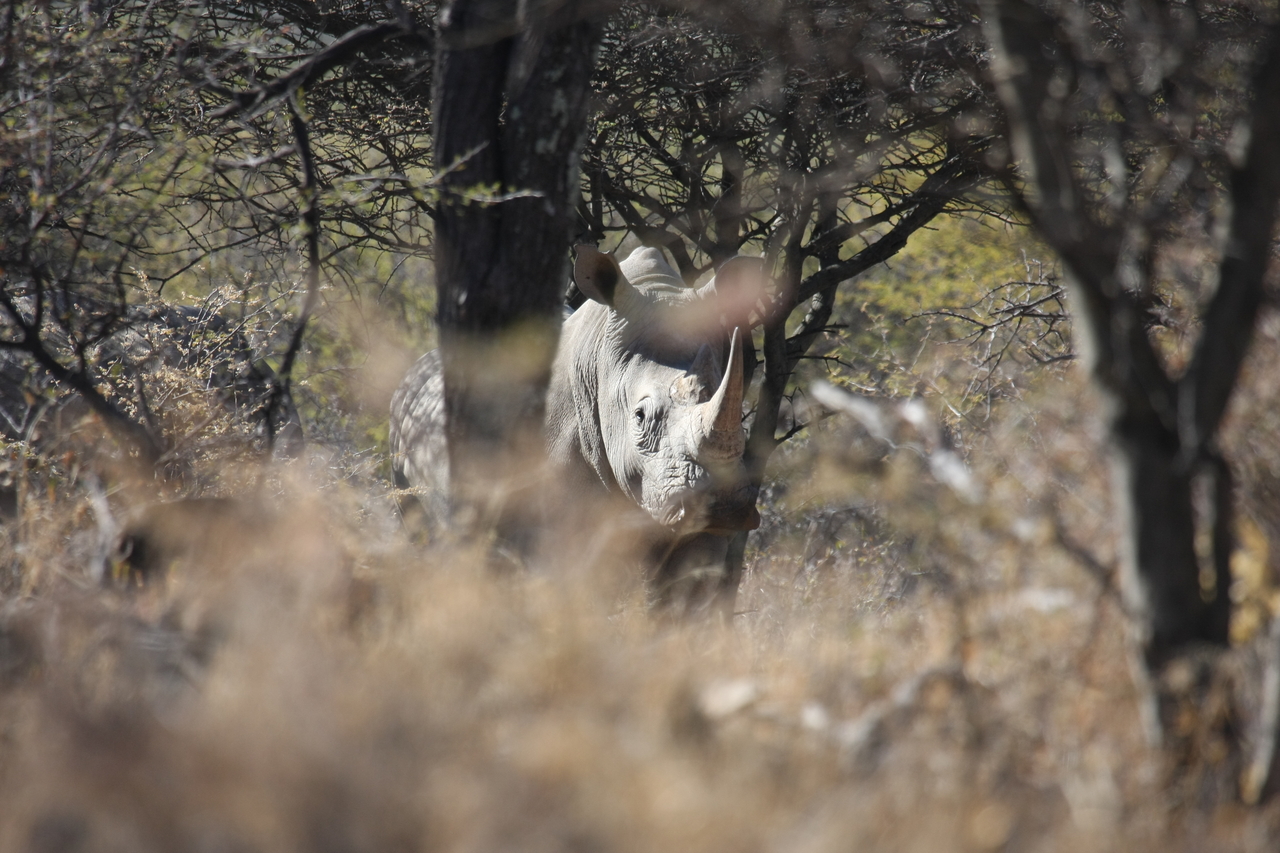 [4869] 2016_06_23_04_24_49_Africa_Canon_EOS_40D_IMG__08365.jpg