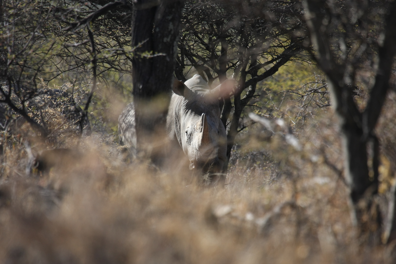[4872] 2016_06_23_04_24_53_Africa_Canon_EOS_40D_IMG__00920.jpg