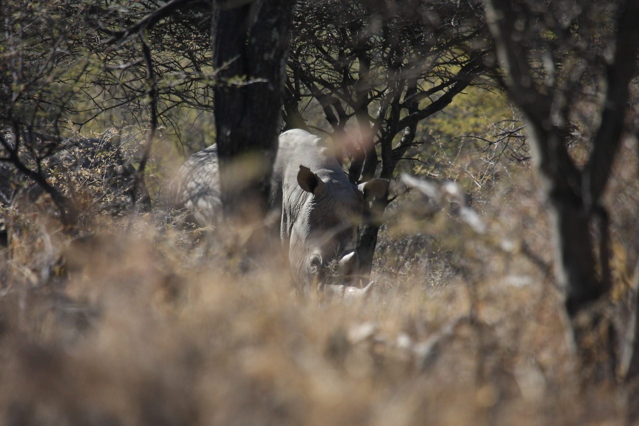 [4894] 2016_06_23_04_25_18_Africa_Canon_EOS_40D_IMG__00926.jpg