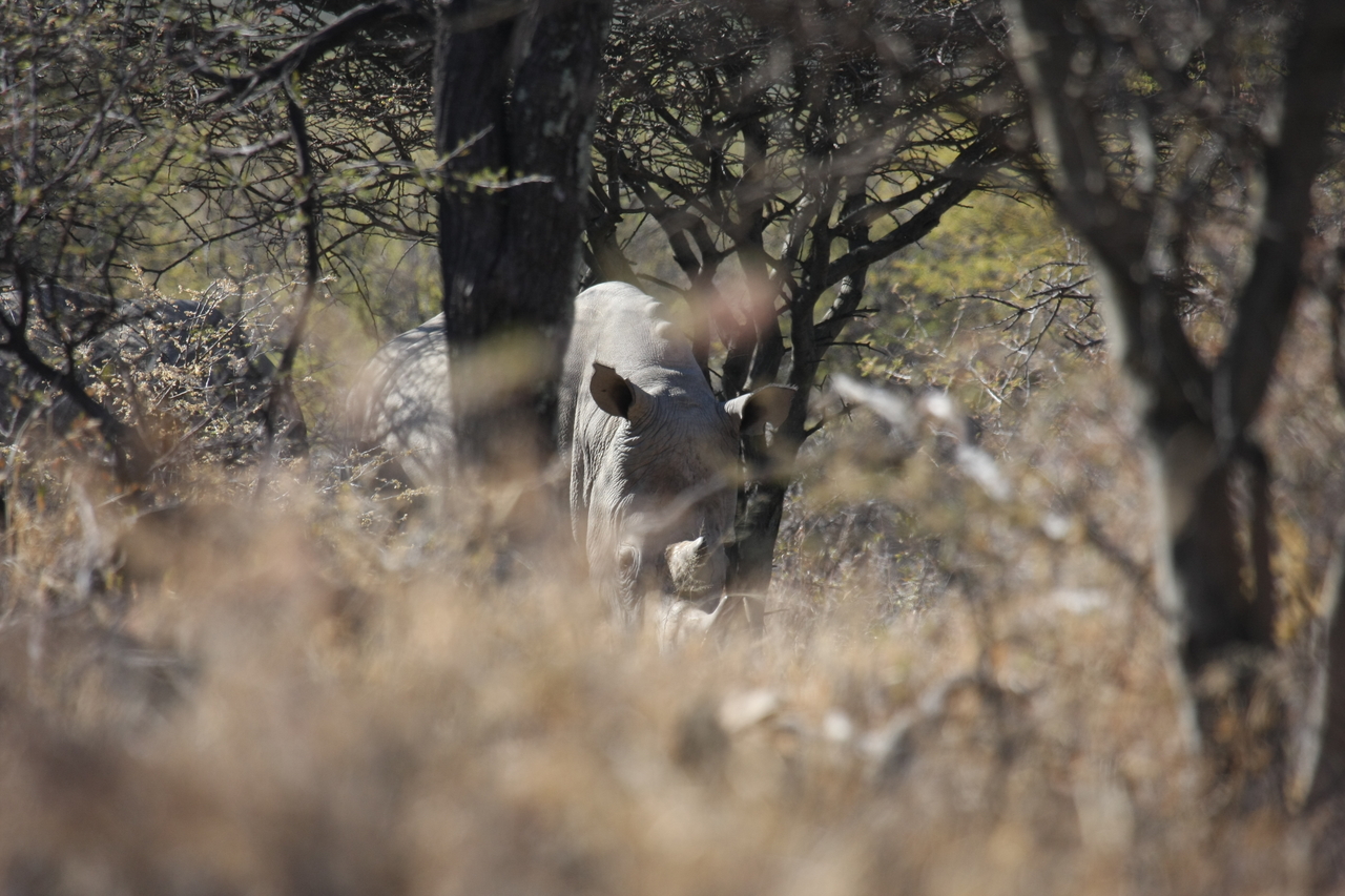 [4897] 2016_06_23_04_25_22_Africa_Canon_EOS_40D_IMG__00094.jpg