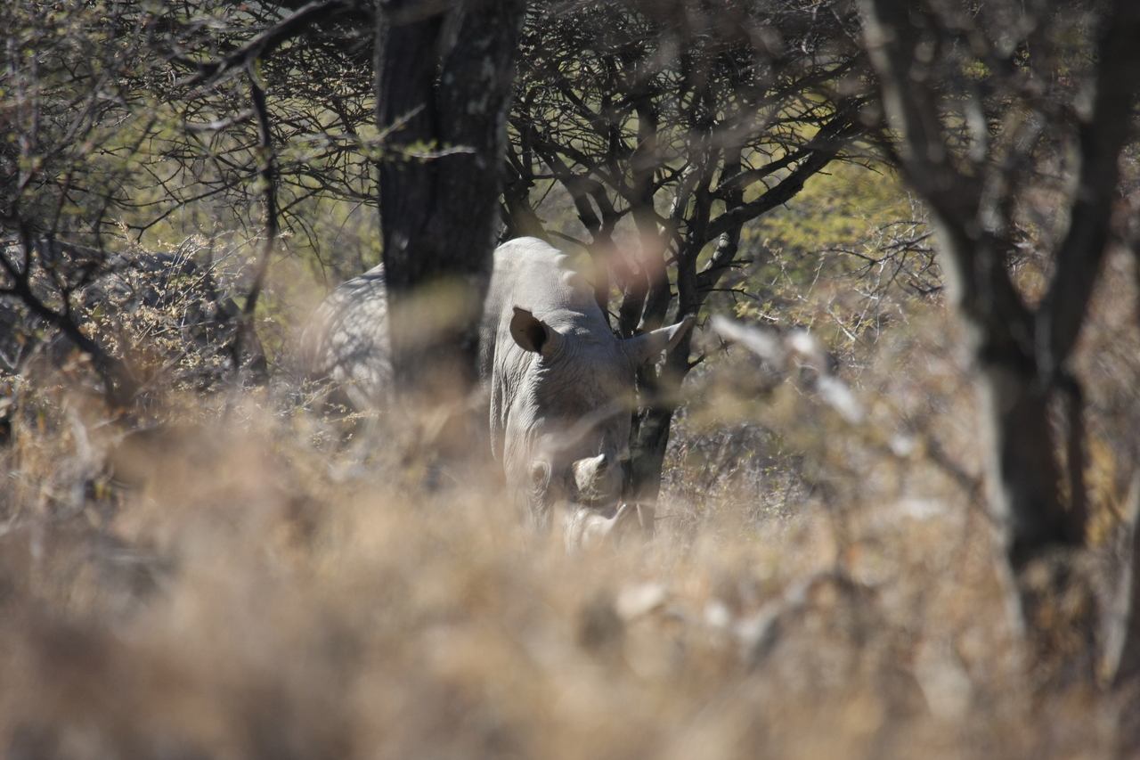 [4900] 2016_06_23_04_25_22_Africa_Canon_EOS_40D_IMG__08374.jpg