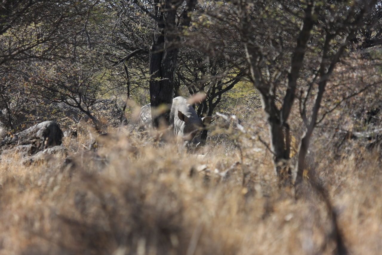 [4905] 2016_06_23_04_25_31_Africa_Canon_EOS_40D_IMG__00929.jpg