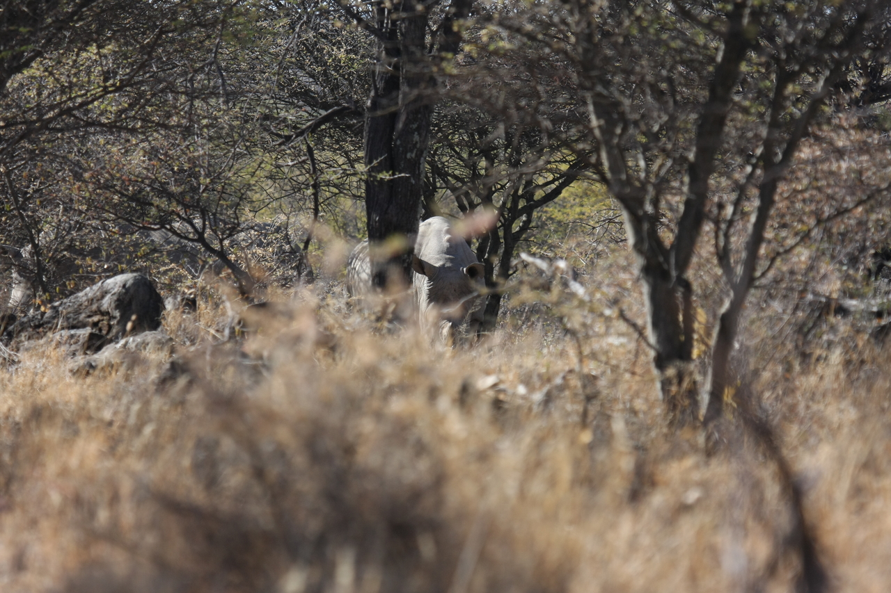 [4910] 2016_06_23_04_25_31_Africa_Canon_EOS_40D_IMG__08378.jpg