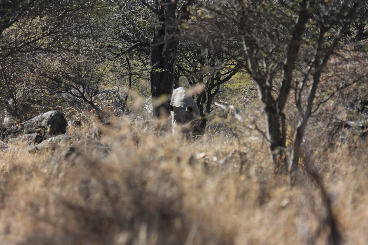 [4913] 2016_06_23_04_25_32_Africa_Canon_EOS_40D_IMG__08379.jpg