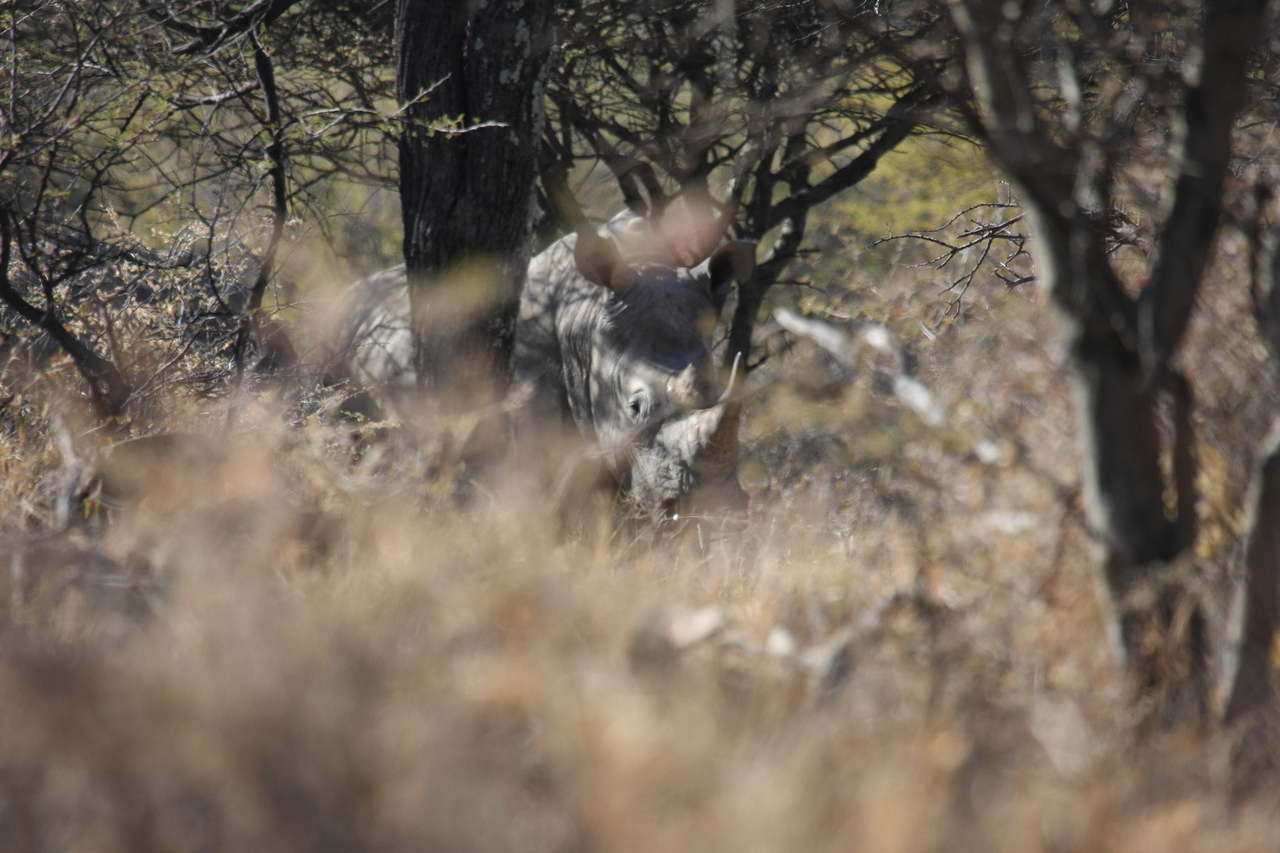 [4917] 2016_06_23_04_26_16_Africa_Canon_EOS_40D_IMG__00100.jpg