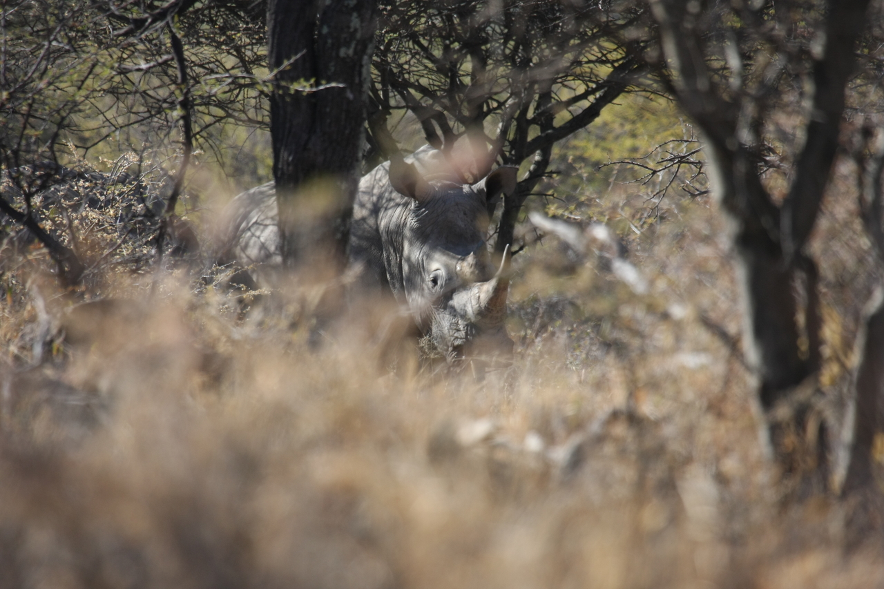 [4921] 2016_06_23_04_26_16_Africa_Canon_EOS_40D_IMG__00935.jpg