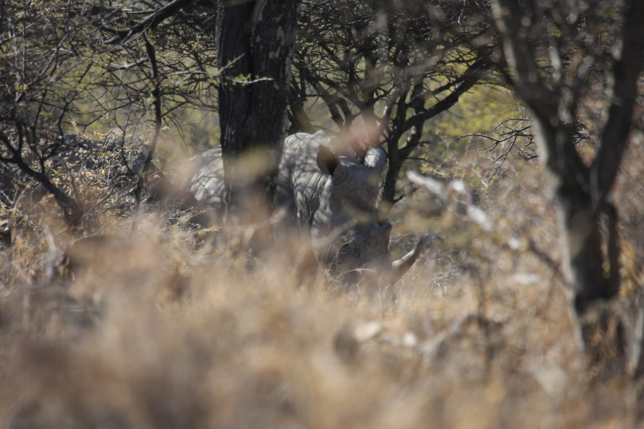 [4931] 2016_06_23_04_26_23_Africa_Canon_EOS_40D_IMG__08385.jpg