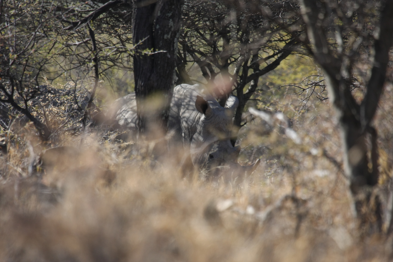 [4934] 2016_06_23_04_26_24_Africa_Canon_EOS_40D_IMG__08386.jpg