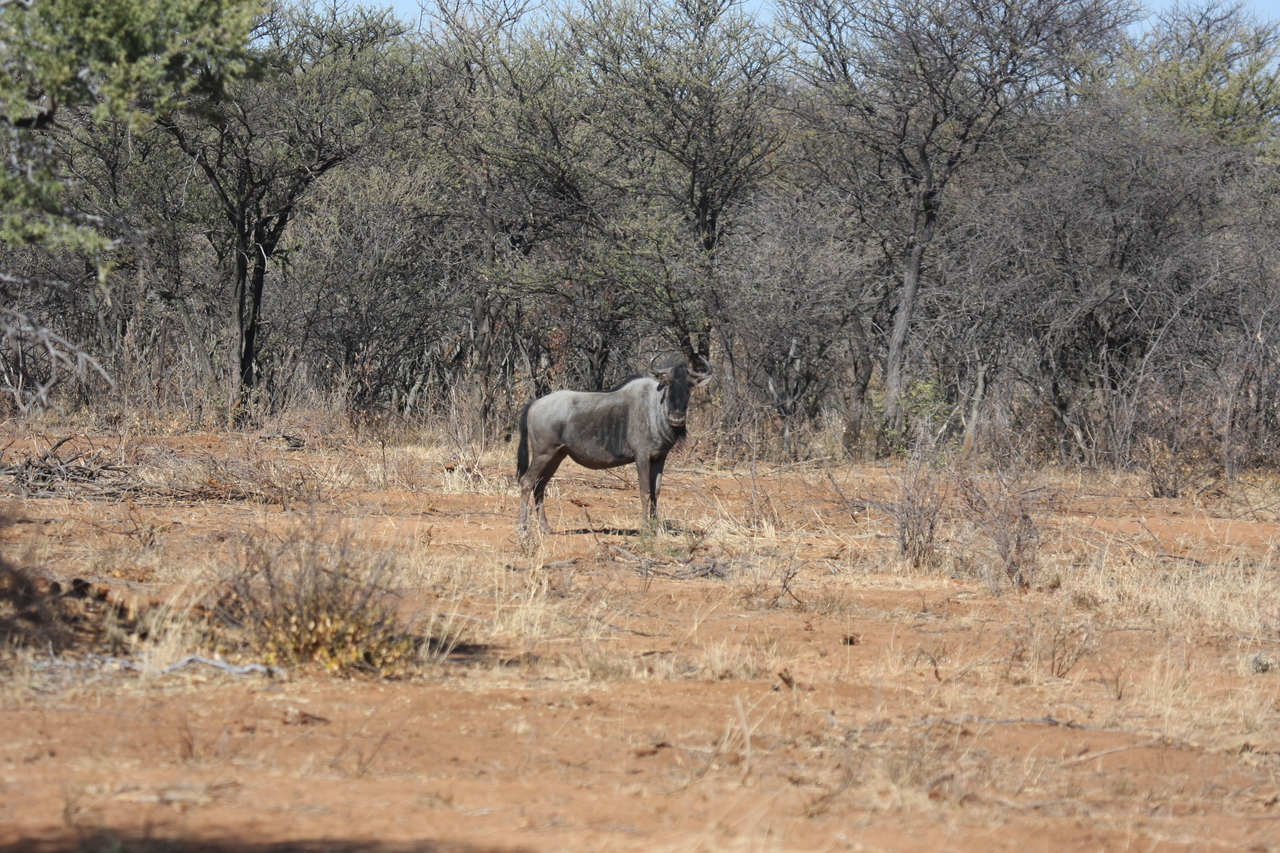 [4962] 2016_06_23_04_50_50_Africa_Canon_EOS_40D_IMG__00943.jpg