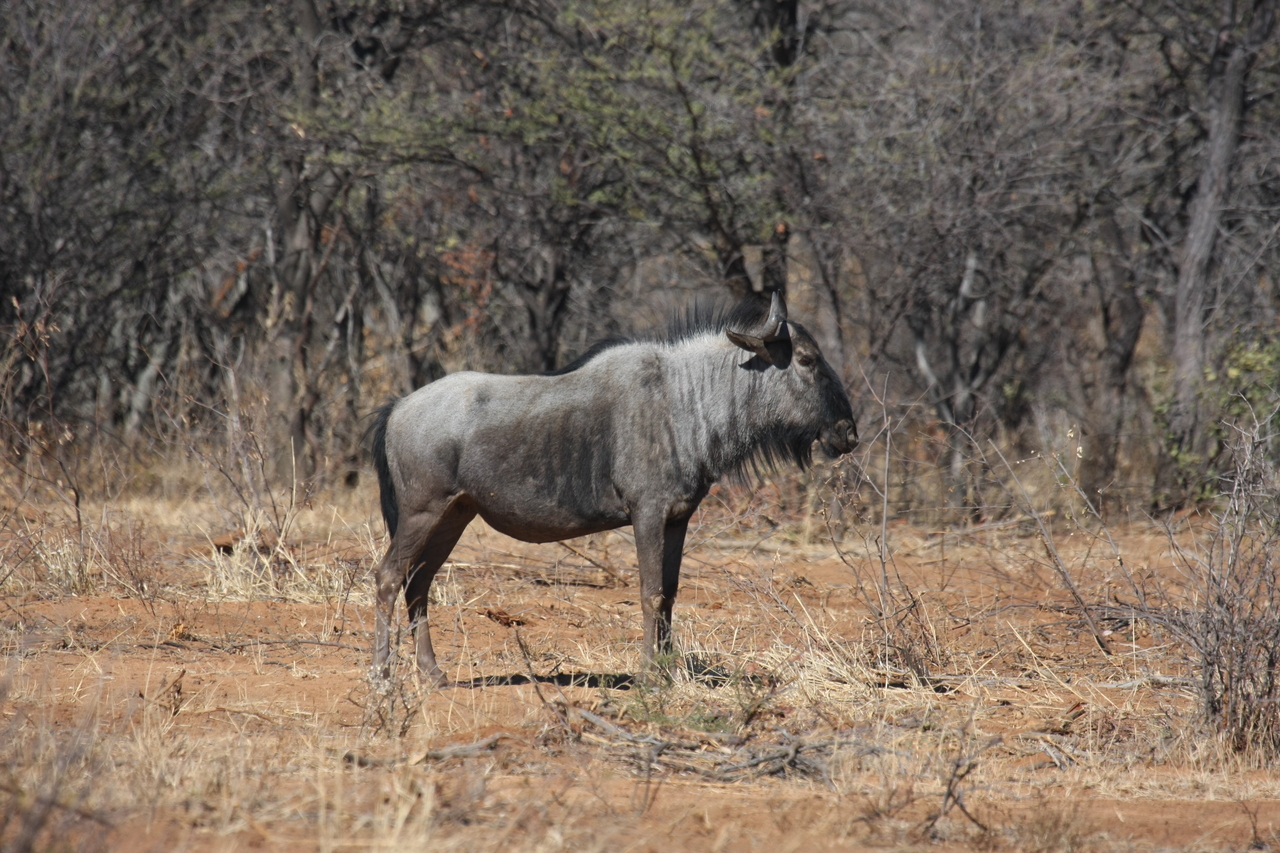 [4969] 2016_06_23_04_51_06_Africa_Canon_EOS_40D_IMG__00112.jpg