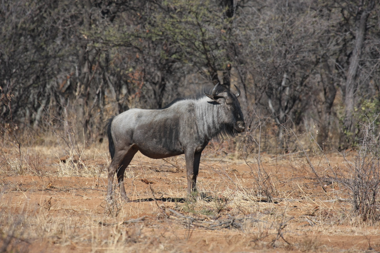[4974] 2016_06_23_04_51_06_Africa_Canon_EOS_40D_IMG__08394.jpg