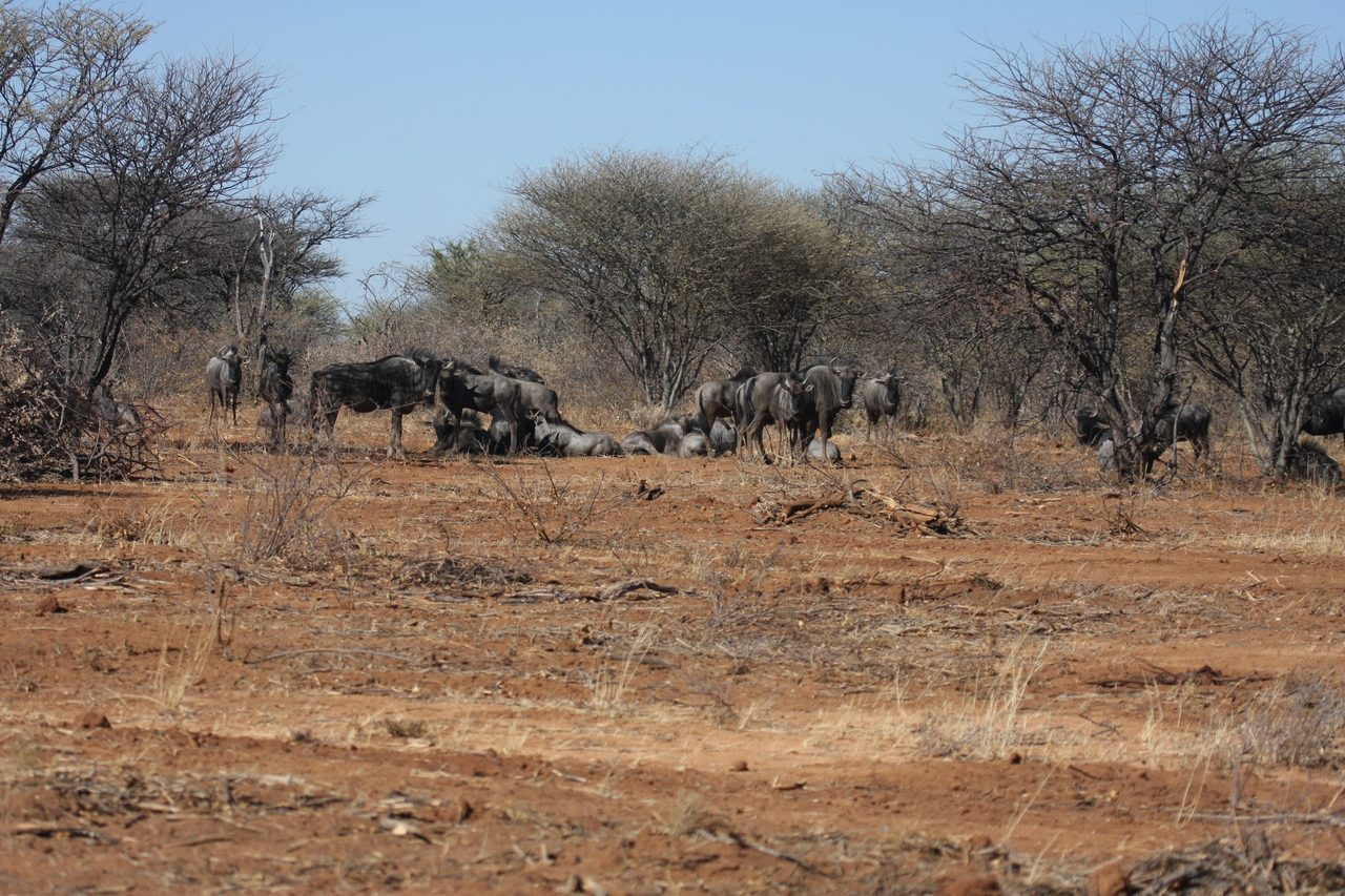 [4976] 2016_06_23_04_51_44_Africa_Canon_EOS_40D_IMG__00115.jpg